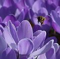 T-20150308-145248_IMG_9287-7a aa